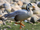 Bar-Headed Goose (WWT Slimbridge March 2012) - pic by Nigel Key